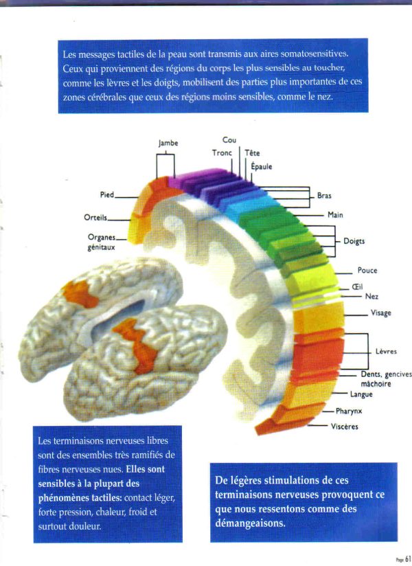 Le corps humain